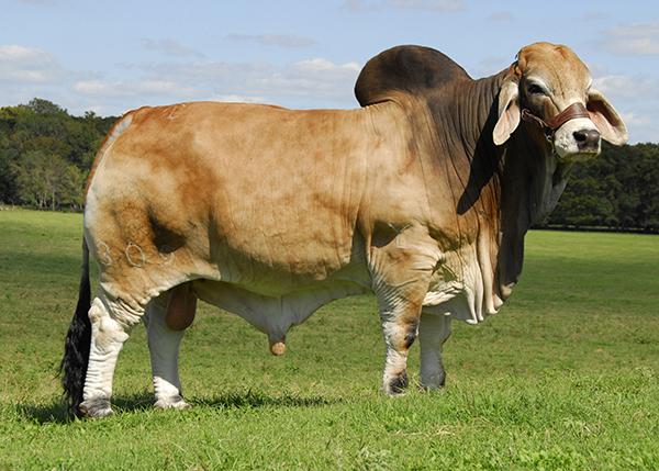 Sire - +JDH Sir Elmo Manso - one of the most popular bulls of the modern era