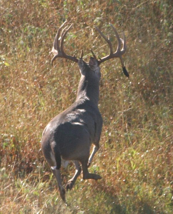 Doble was one of our all time great bucks whose genes are in our herd.