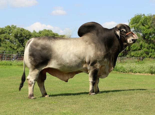 Sire - LMC Polled Sambo is producing heavy muscled, correct, moderate cattle