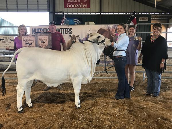 Daughter - LMC LN Polled Daisy has won 47  TCCA Championships for Kendyl Sellman