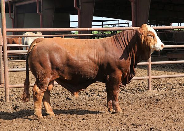 Son -  LMC Modelo is A BEEF MACHINE like his sire and is owned by Humberto Vela.