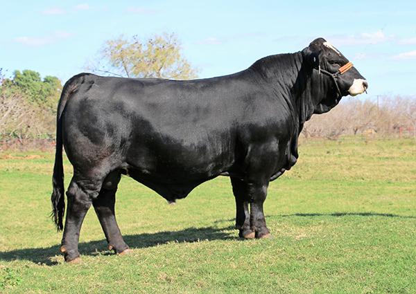 Son  - LMC BBS Manziel is a champion, 4.60 IMF% bull with 46 CM testicles at a year. Semen available.