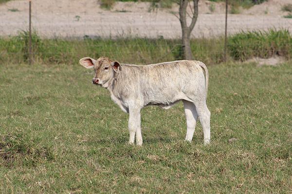 F-1 Simbrah daughter at England Cattle Co.