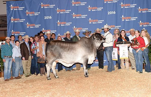 Paternal Sister - LMC Polled Passion - 2016 Reserve International Champion