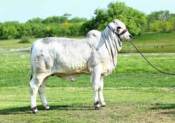 A typical Caporal daugher owned by the Billie D Simpson Family