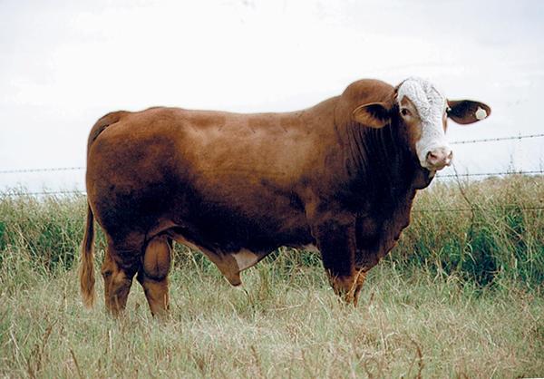 LMC Accountant - Champion PB Simbrah out of a 659 daughter - semen available