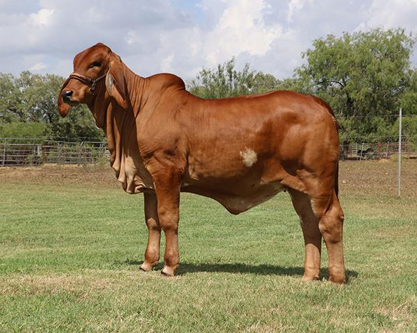 Typical "Vino" daugher raised by La Negra and owned by the Robert Mora Family