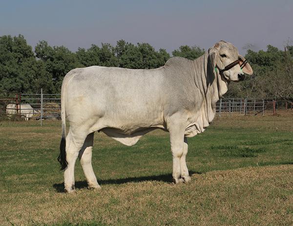 LMC Polled Cecilia is a typical LMC Polled Samson daugher 