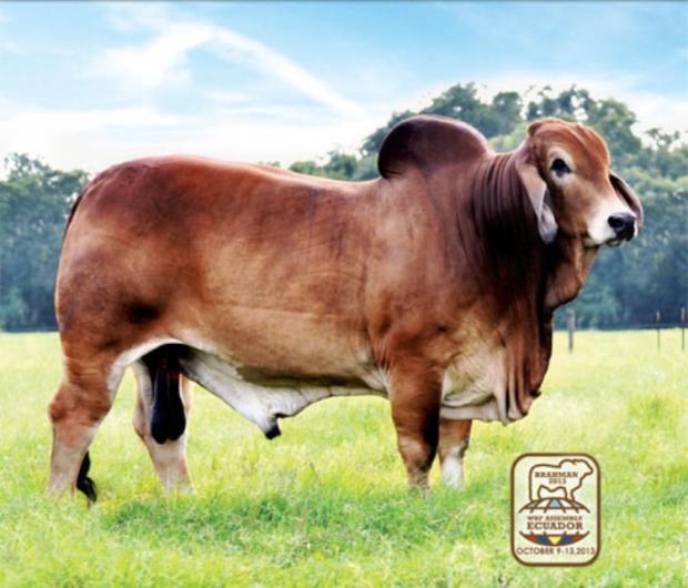 Sire of all embryos: 3X-HK Mr. 966