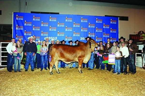 > +CT Lady Rhineaux 8/9 is the #1 cow in the Brahman Breed and dam of “Jude.”