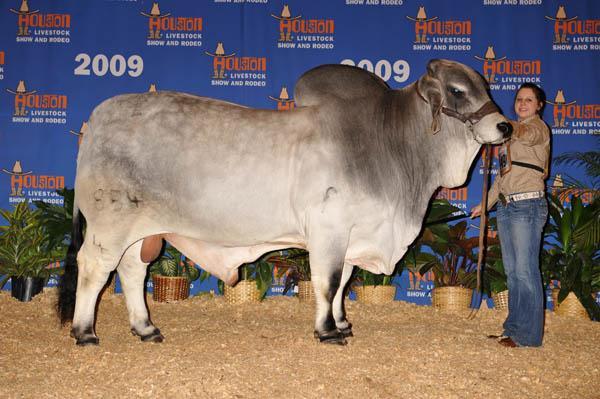 JDH Mr Manso 854/4 sire of 210/1 and leading Brahman cattle world-wide.
