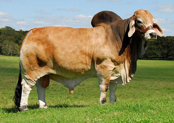 > +JDH Elmo 309/4 is a leader in the Brahman breed and sire of “Drover.” 