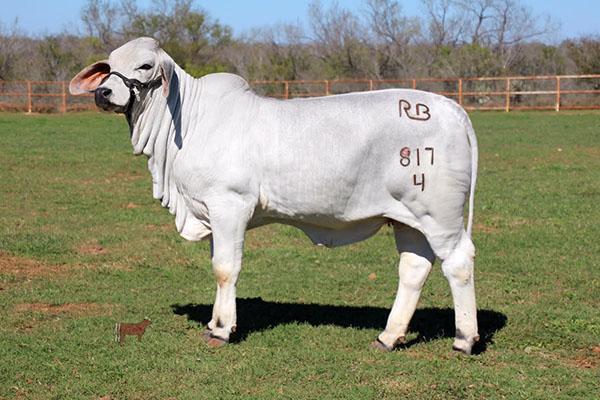 Beautiful daughter of JDH Humberto 710 produced by RB Ranch