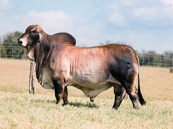 > Mr. V8 794/7 is and up and coming polled sire for V8 Ranch and the A.I. sire for 703/8 (P).