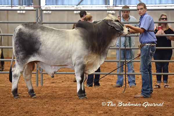 BCC Mr Maverick Manso 27/6, Reserve Junior Champion Bull at 2017 TJB