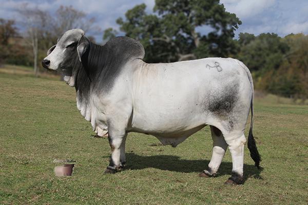 Sire: BCC Mr. HOTYA Fred Manso 3/3. Semen sells as lot 9.