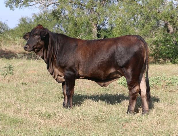 Dam of Lots 17-21 = 3/8 x 5/8 super donor by +LMC LF Ambassaador