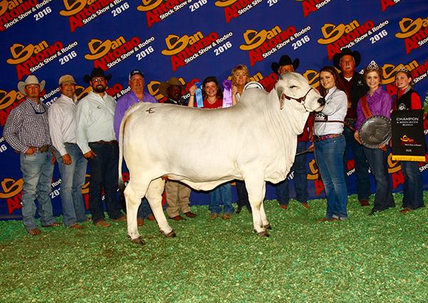 Daughter - 2016 San Antonio $10,000 JR. Show Champion shown by Kendyl Sellman