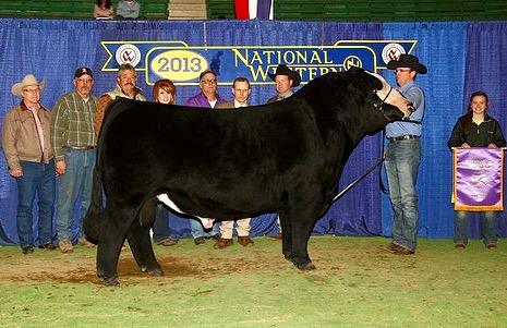 Sire - HOC Broker is one of the hottest Simmy bulls producing lots of good ones
