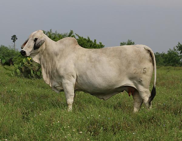 Dam - one of LMC's best cows and a herd bull producer. She is for sale.