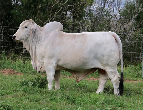 Son - LMC LF Polled Julio "LMC Golden Cross" - 4.51% IMF - Semen Available.