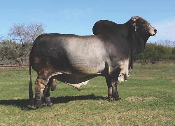 Polled Pathfinder - most popular son owned with Ava Barker.