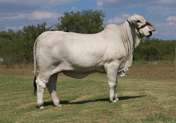Full sister - LMC LF Polled Queen is a donor for La Muneca Flores Cattle Co.