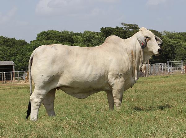 Maternal Sister and one of highest marbling cows in the Breed with a 6.96% IMF.