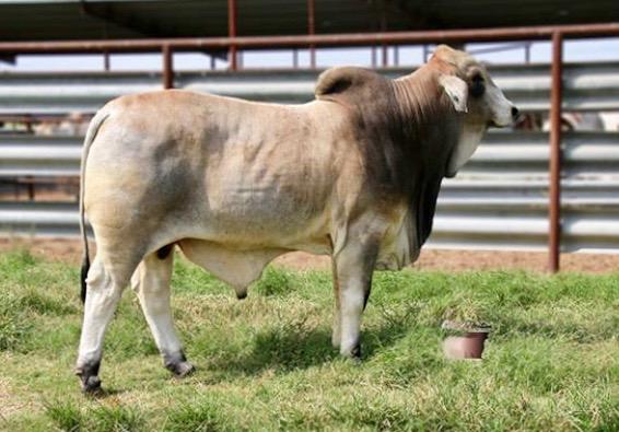 3rd Overall & 3rd Top Selling Bull ($8,100) in 2018 ABBA Bull Test & Sale bought by Armando Avila.