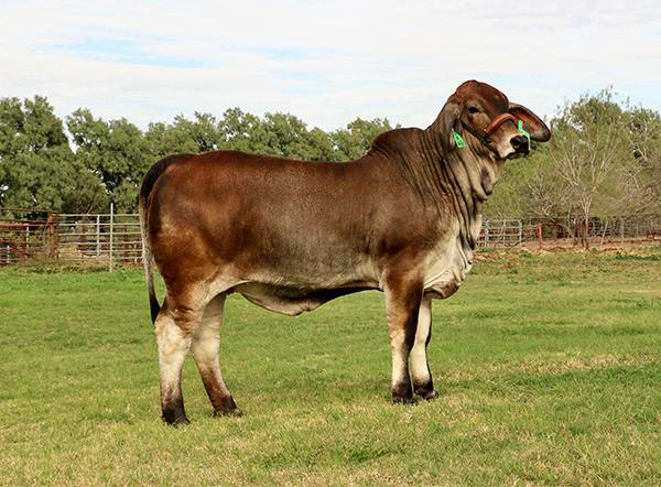 3rd Overall & 3rd Top Selling Bull ($8,100) in 2018 ABBA Bull Test & Sale bought by Armando Avila.