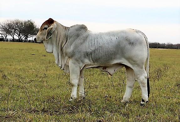 Herd bull prospect son bought by Chad Eaton - Donation bull that sold for $6,500.