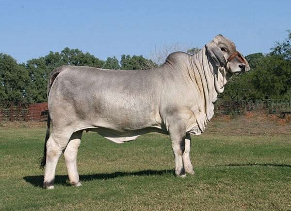 Famous daughter, dam of LMC Polled Passion that sold for $33,500 to England and K-K Cattle Co.
