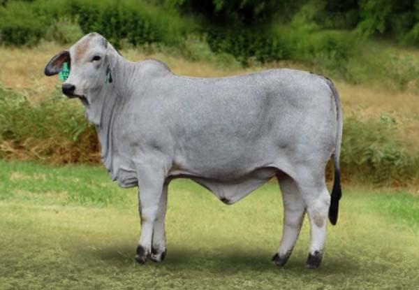 Dam sired by LMC Polled Madison