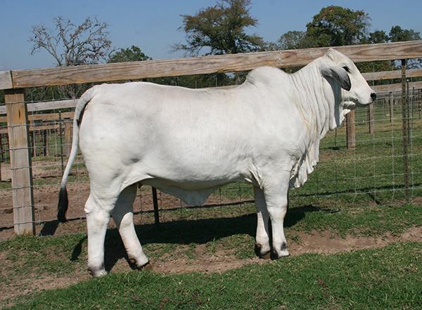 Many times champion daughter owned by La Reina Cattle Co.