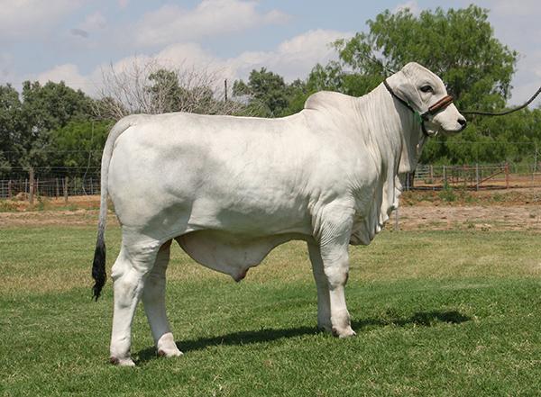 Full brother (Apollo) x full sister mating that we sold to Florida