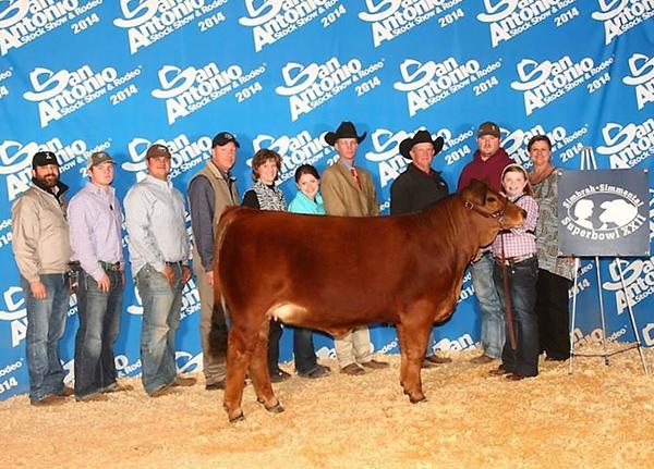 National & many times champion daughter bred by Hagan Cattle Co. shown by Miranda Skaggs.   She is the dam of the 2018 ASA Natio