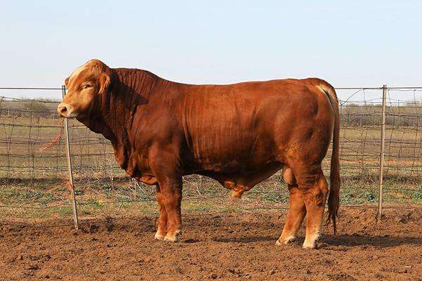 One of several sons on RGV Bull Test that will sell in RGV Online Bull Test Sale March 17-20.
