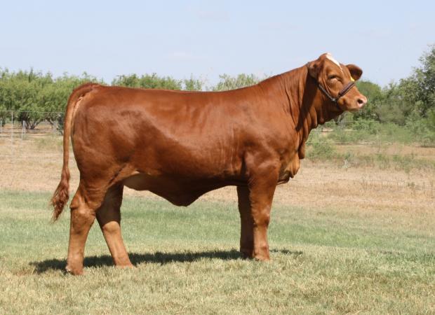 Champion daughter shown by Ron Wells Family.