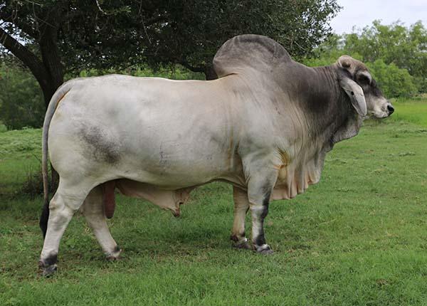 Sire - LMC Polled Samson - 4.04 IMF %