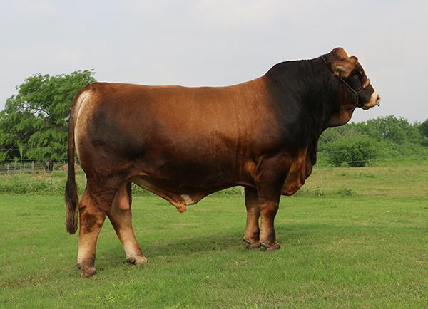 son - Champion BETM LMC Rafa owned by Rancho el 18 from Mexico.