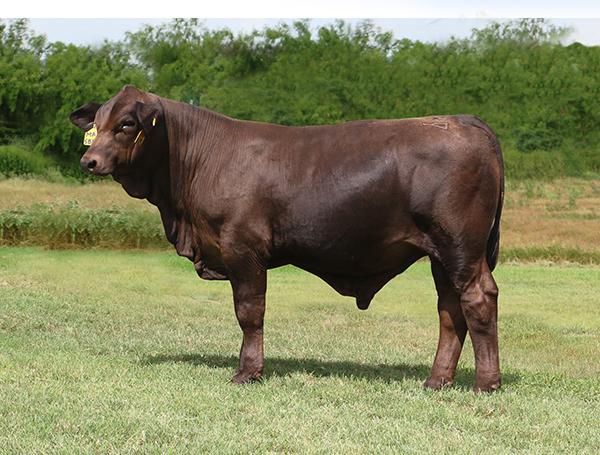 son being shown this spring - LMC Transformer out of a full sister to LMC Gold Medal.