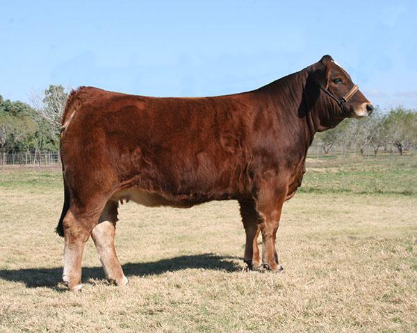 Champion donor owned bred and owned by La Negra Cattle Co.