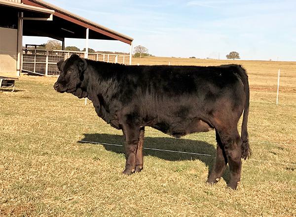 Champion daughter out of LMC BBS Jenna being shown by Morgan Culpepper.