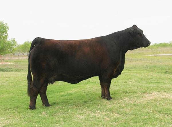 dam - Twice National and International Champion LMC WFC Dream Girl. 