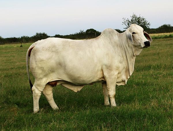 Dam - Sired by +JDH Karu Manso - a top carcass sire of the breed