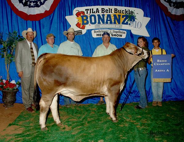 Champion Simbravieh Daughter shown by the Jimmy Grant Family.