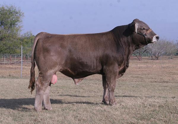 Champion Simbravieh Daughter shown by the Jimmy Grant Family.
