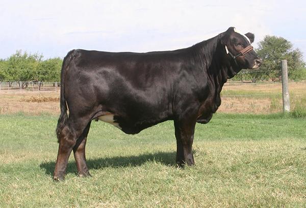 Typical Simbravieh daughter that make awesome MAMA COWS !!
