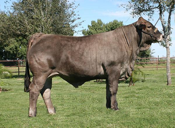 Son - Champion Simbravieh steer at 12 mos of age