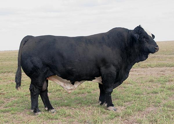 Sire - LMC Johnnie Walker - International Champion Simbrah bull - sire of many champions.